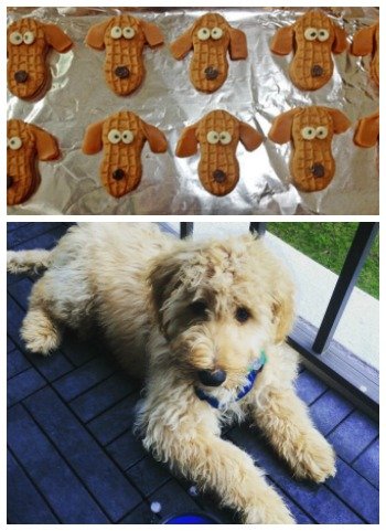 Celebrate your new puppy by making some of these cute Nutter Butter Puppy Cookies. 