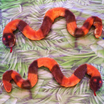 crescent dogs snake with orange and black stripes.