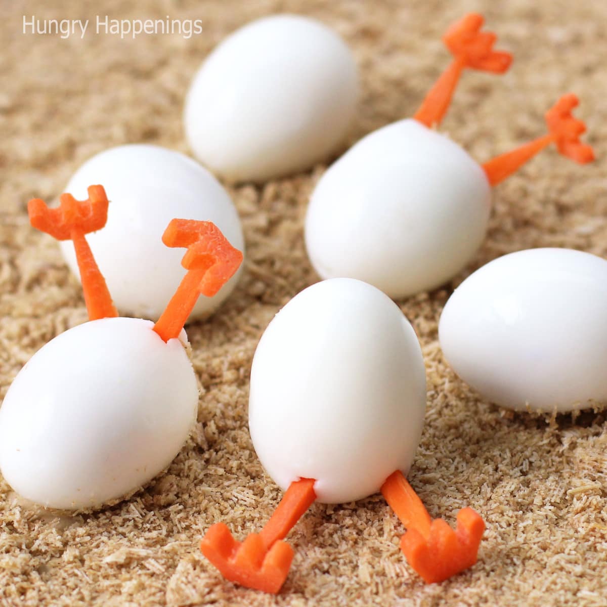 hard-boiled egg hatching chicks. 